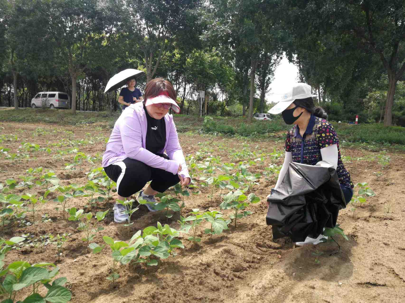 ?北京市農(nóng)業(yè)技術(shù)推廣站赴各區(qū)調(diào)查夏播大豆苗情