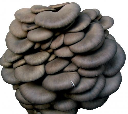  平菇生產(chǎn)在即 種植戶準(zhǔn)備好了么