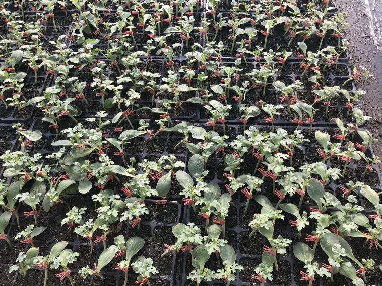 西瓜育苗正當(dāng)時(shí) 汛期管理要注意