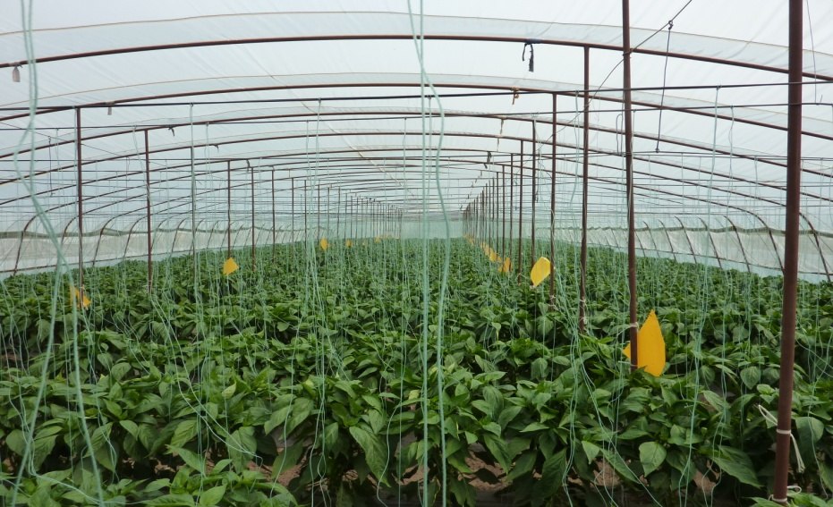 甜椒夏收后怎樣保鮮