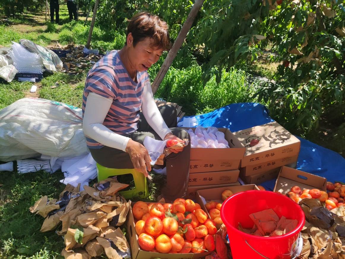 打開(kāi)平谷鮮桃背后的故事