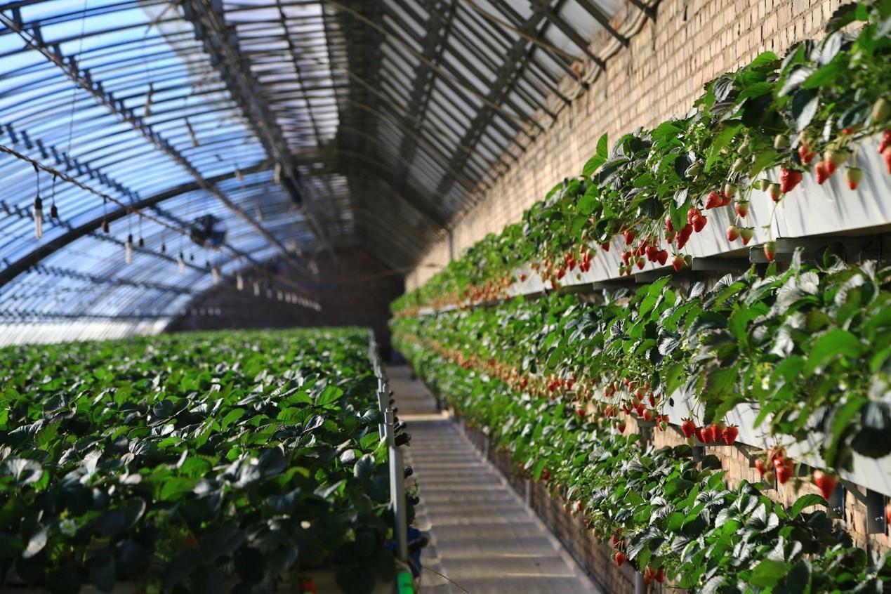 打造5G智慧溫室引領(lǐng)草莓智能化生產(chǎn)