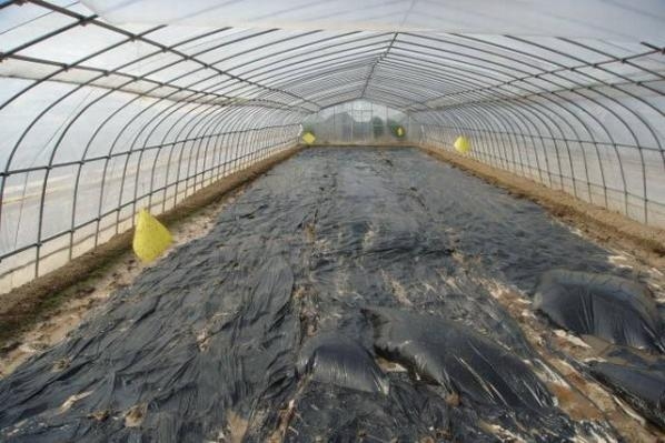 秋季西瓜定植時(shí)間及定植后的管理有哪些