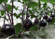 秋冬季節(jié) 設(shè)施茄子科學(xué)施肥技術(shù)指導(dǎo)意見(jiàn)