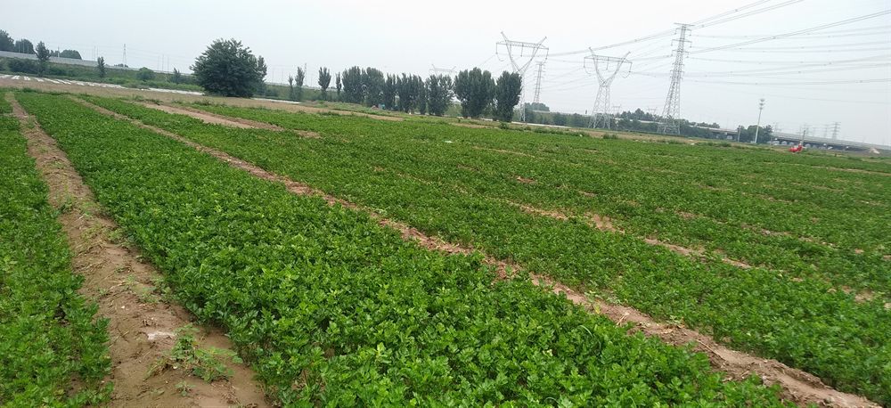 北京市多措并舉提高土地利用率 切實加強(qiáng)蔬菜生產(chǎn)