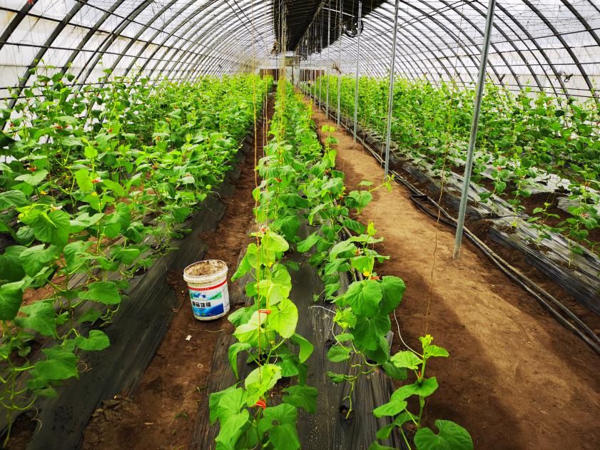 如何科學(xué)使用、回收地膜