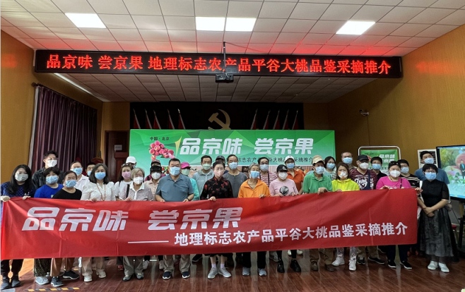 豐收之季 相約平谷 品嘗京桃“尖貨”