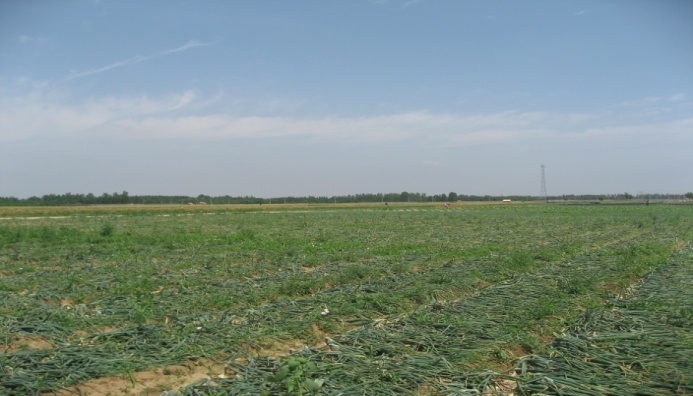 洋蔥易發(fā)芽腐爛 專家告訴你如何采收和貯藏