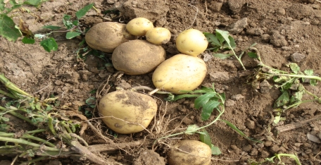 馬鈴薯不發(fā)芽不變綠 打開正確的保存方式