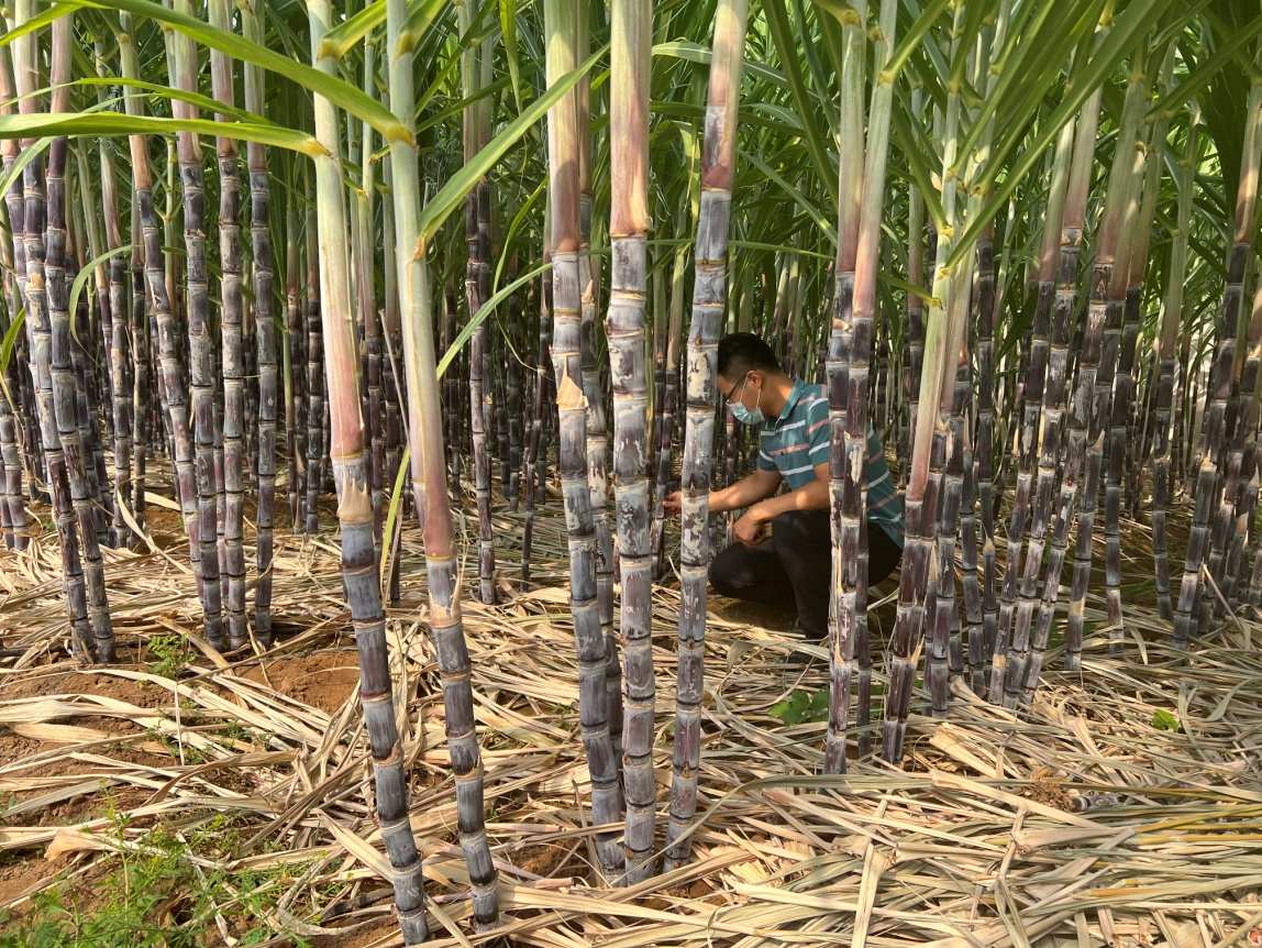 京郊的甘蔗熟了 國慶節(jié)可采摘