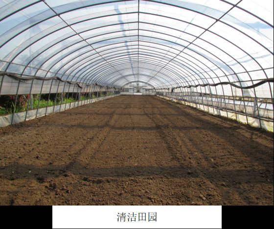 草莓秋季育苗 4大管理要點(diǎn)要上心