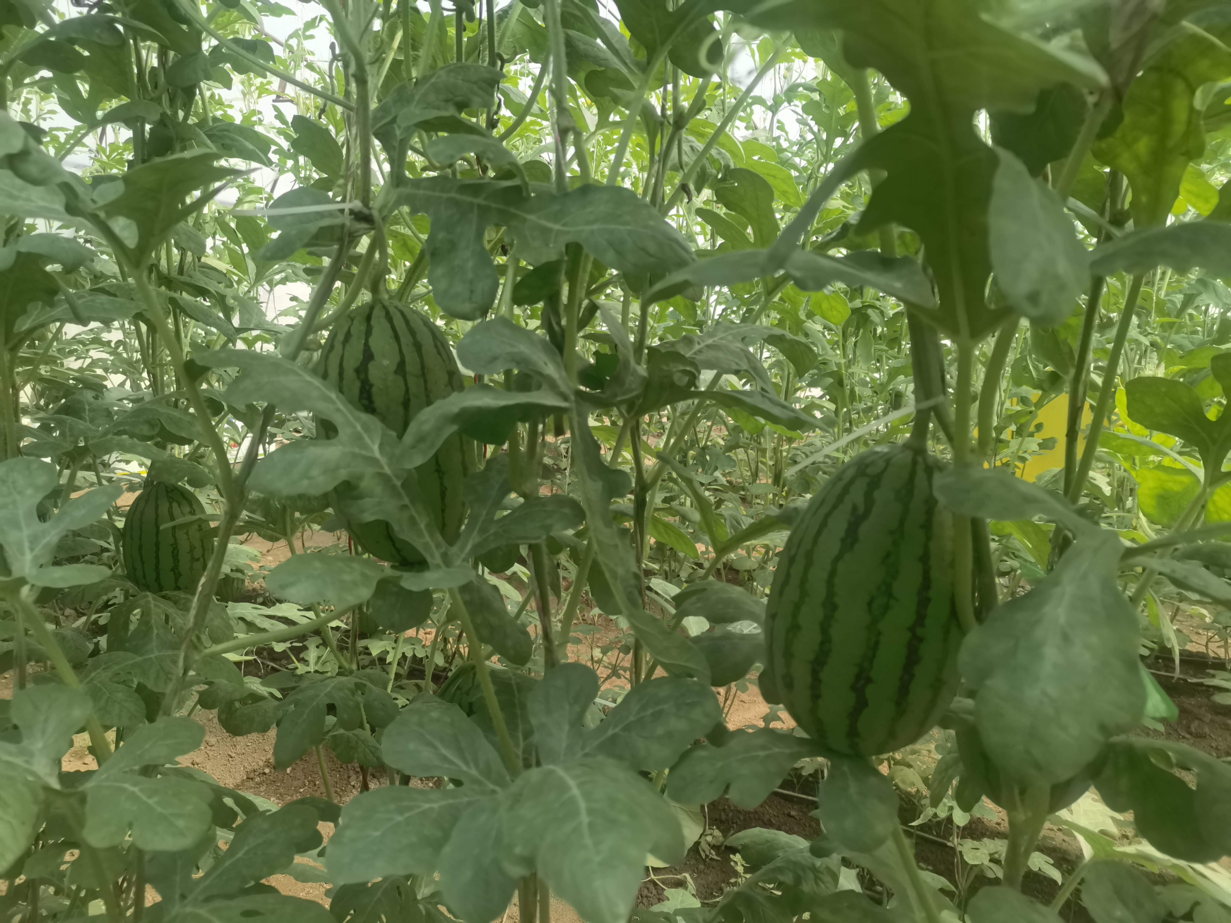 加強(qiáng)災(zāi)害性天氣應(yīng)對(duì) 及時(shí)做好秋大棚西瓜田間管理工作