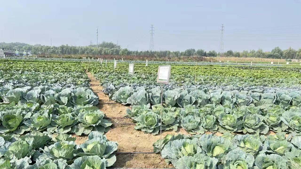 40余種北京優(yōu)新蔬菜亮相