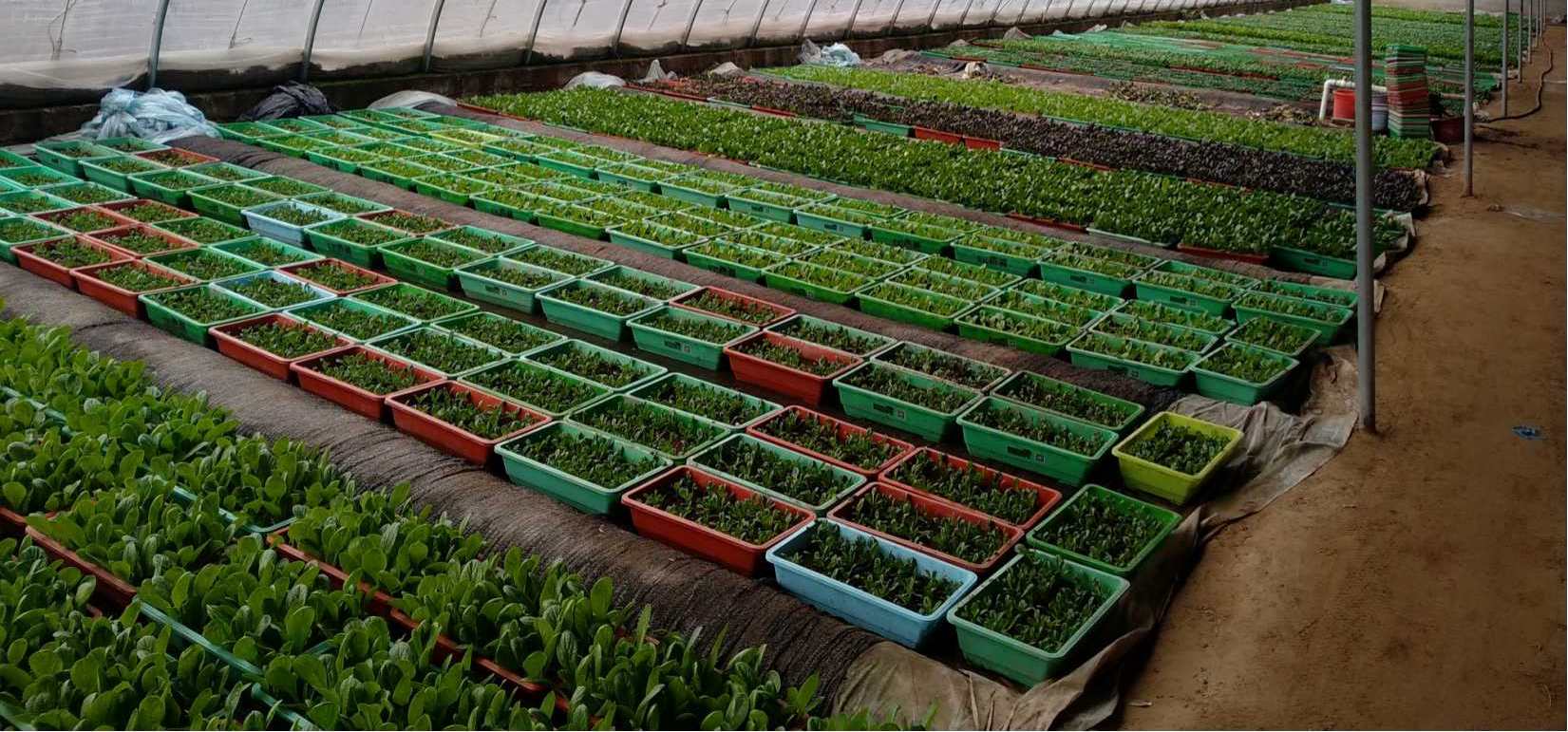 北京越來越冷 蔬菜穩(wěn)產保供這樣做