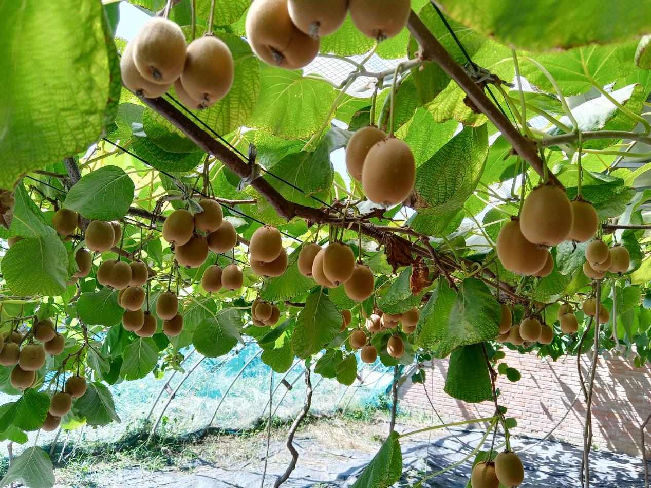 傲嬌南果如何應對北方秋寒