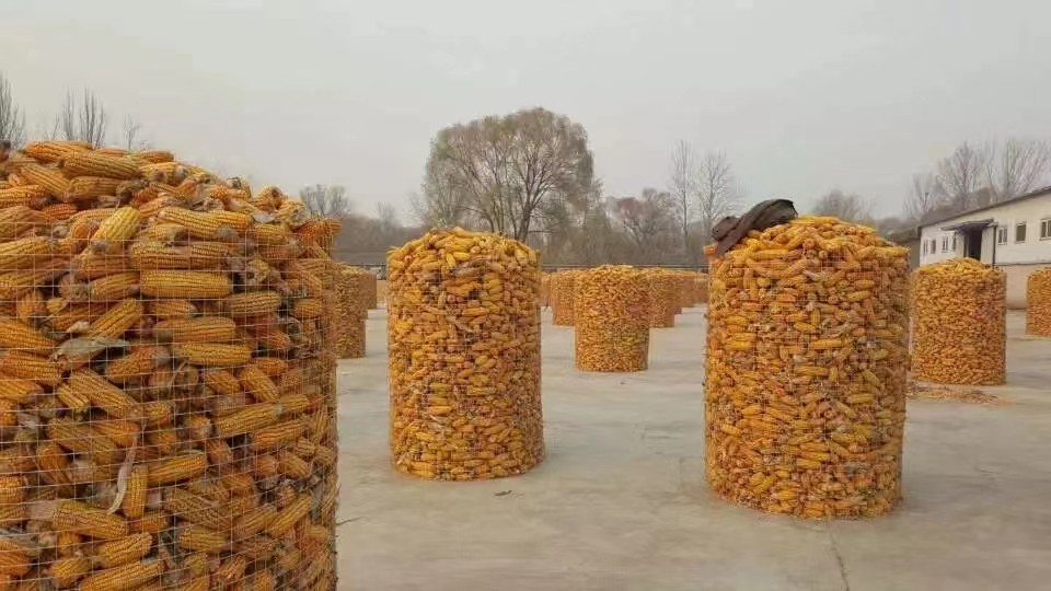 北京市農業(yè)技術推廣站特提出籽粒玉米安全儲藏技術指導意見