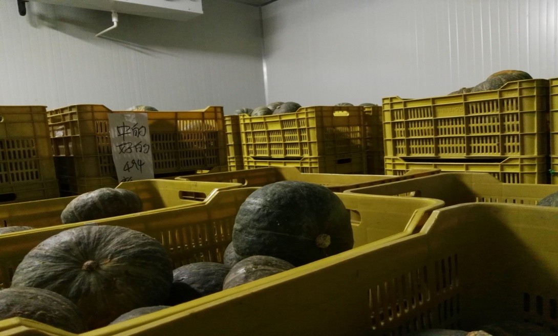 專家提出秋收南瓜針對性管理意見 降低損耗保證貯藏效果