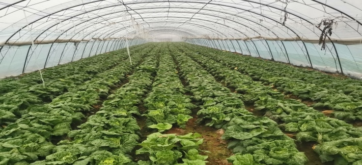 秋收娃娃菜 學(xué)會這些管理 減損又保鮮