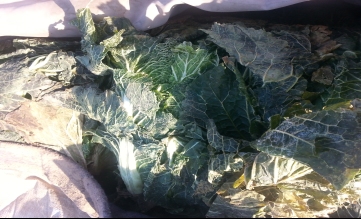 如何貯藏管理冬貯大白菜 專家來教你