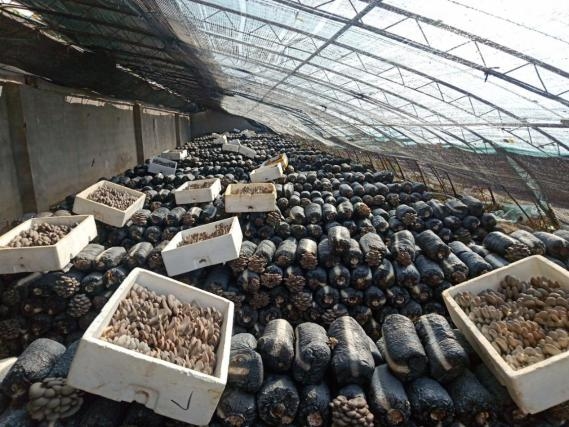 北京市平菇高效示范點畝產又創(chuàng)新紀錄