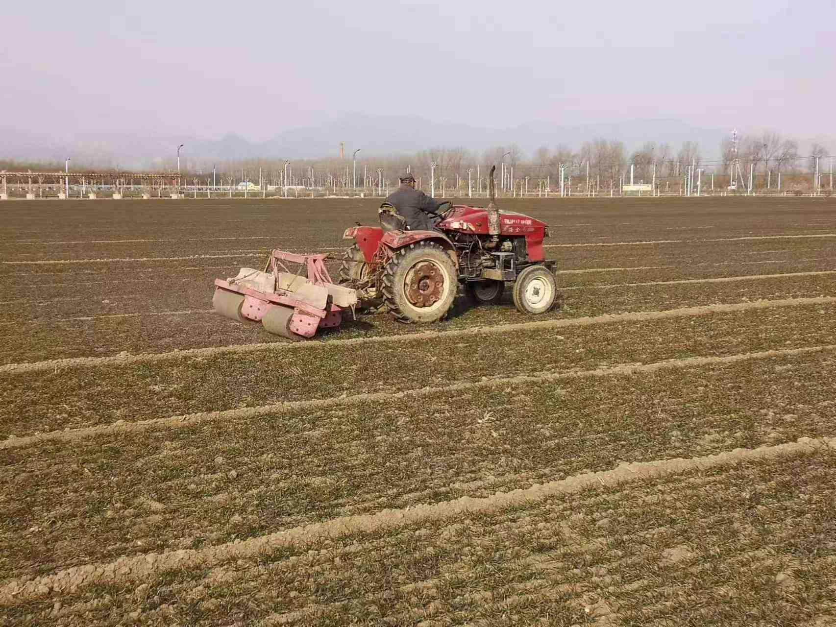 2022年北京市小麥冬初鎮(zhèn)壓技術(shù)要點