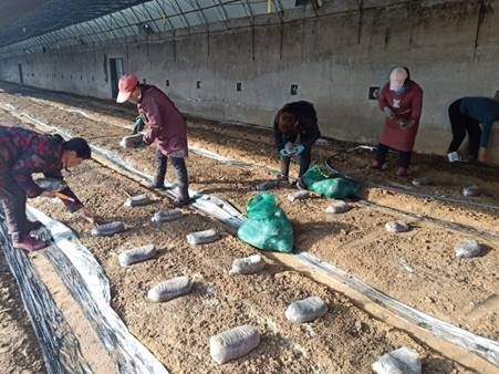 冬季養(yǎng)菌”指南——羊肚菌