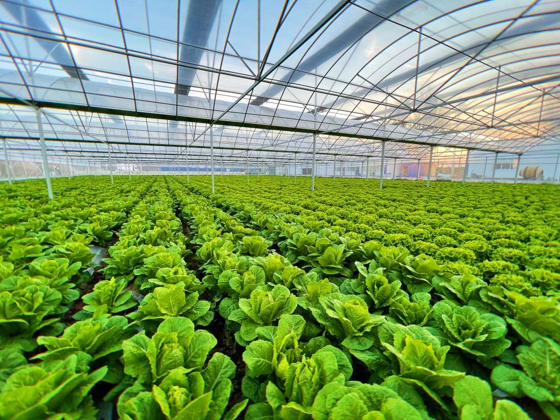 鮮切蔬菜引領(lǐng)者 首農(nóng)裕農(nóng)做大“小”市場(chǎng)