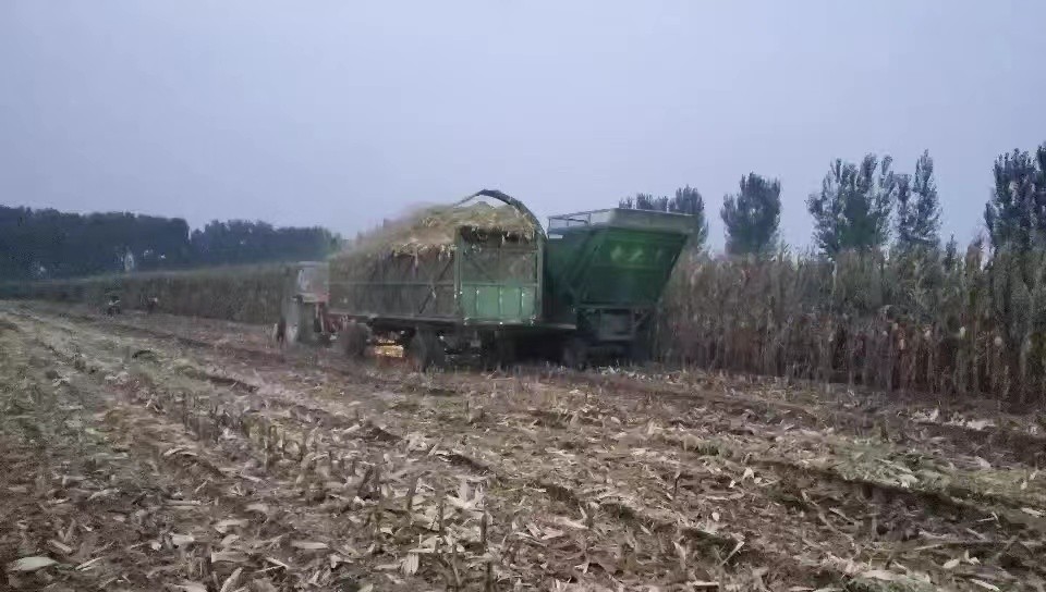 北京延慶：“廢棄”秸稈巧利用 保生態(tài)促增收兩不誤