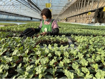 北京：西瓜立春早定植 市民“五一”可嘗鮮