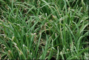 北京市植保站：重視灰霉病和韭蛆韭菜