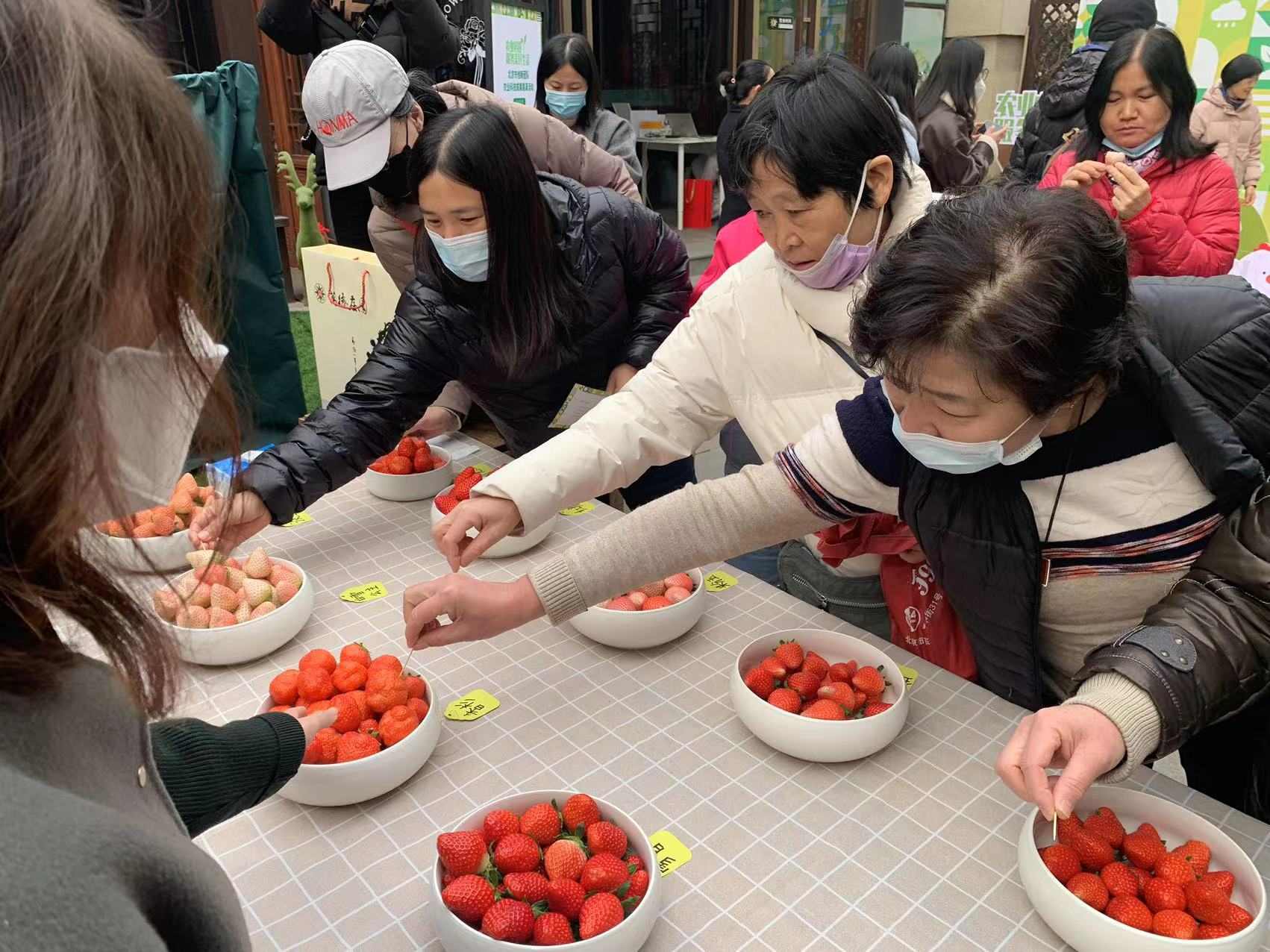 雨水節(jié)氣 科技促發(fā)展 草莓展新顏