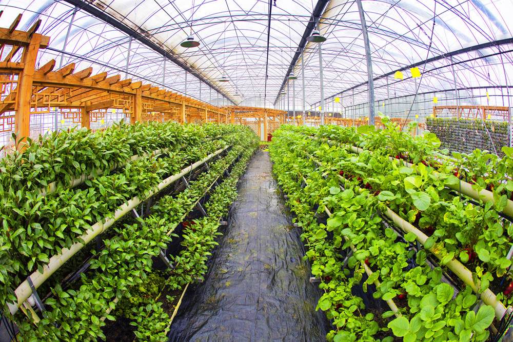 保春耕 培育無(wú)病蟲(chóng)苗——春季菜苗這樣做