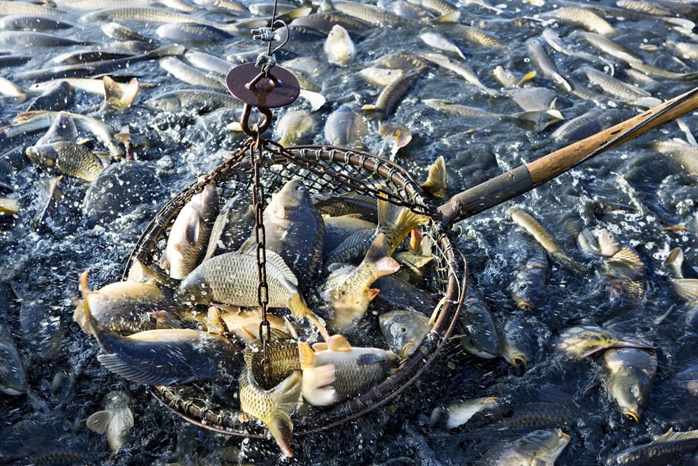 北京市畜牧漁業(yè)處發(fā)布雨雪天氣畜牧漁業(yè)應(yīng)對(duì)措施