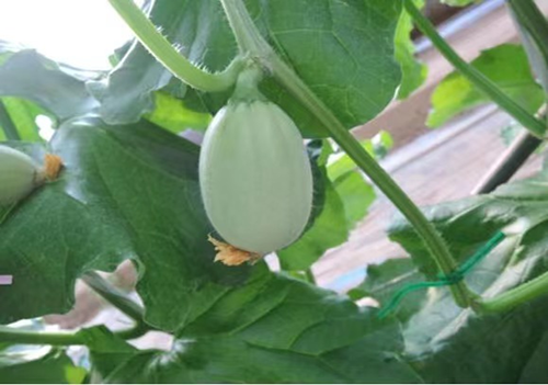 節(jié)氣探農(nóng)事|網(wǎng)紋甜瓜授粉期技術(shù)要點(diǎn)