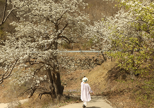 谷雨食椿｜跟隨節(jié)氣尋京味土特產(chǎn)