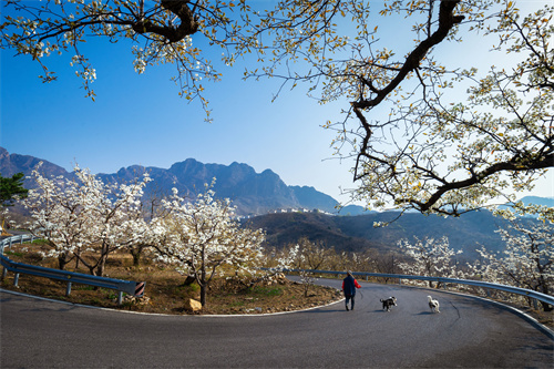 24節(jié)氣京郊之美 谷雨丨雨生百谷萬物新 以春為始向未來