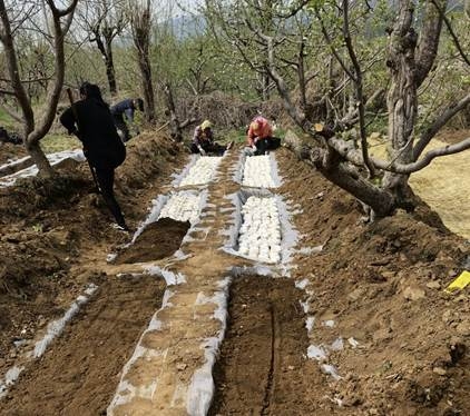 昌平區(qū)北莊村：發(fā)展“土特產(chǎn)”，栗蘑助增收