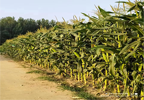 北京市鮮食玉米生產(chǎn)技術(shù)指導(dǎo)意見