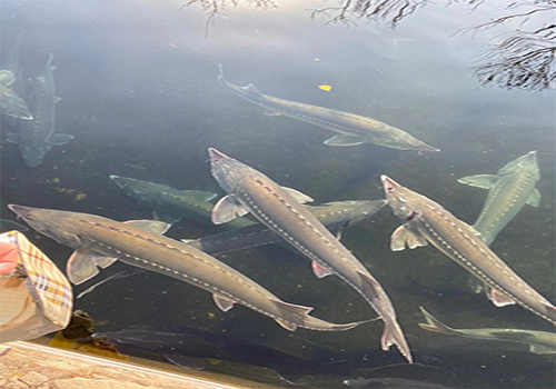 節(jié)氣探農(nóng)事|立夏前后鱘魚的養(yǎng)殖寶典