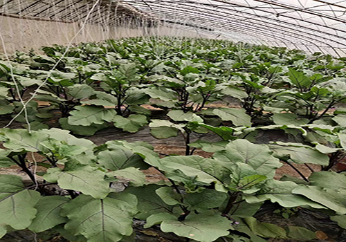 節(jié)氣探農(nóng)事|茄子開花結(jié)果期管理技術(shù)要點(diǎn)