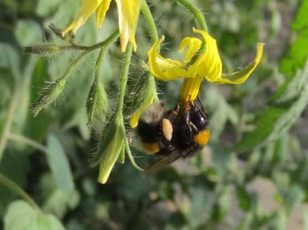 生態(tài)農(nóng)場里的“天敵銀行”