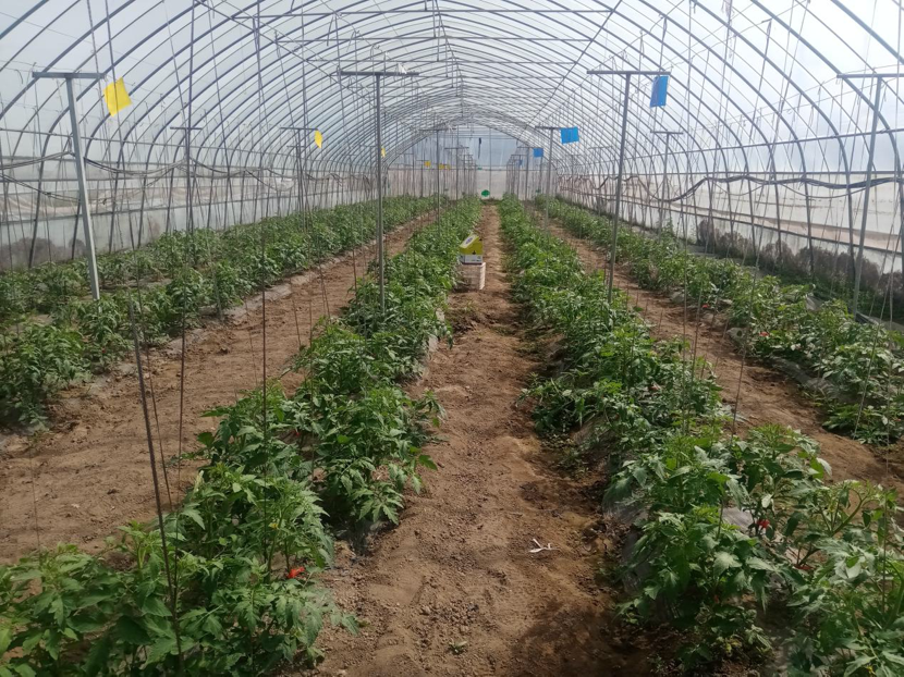 三農(nóng)科普｜春大棚番茄開花及結(jié)果階段要注意什么？