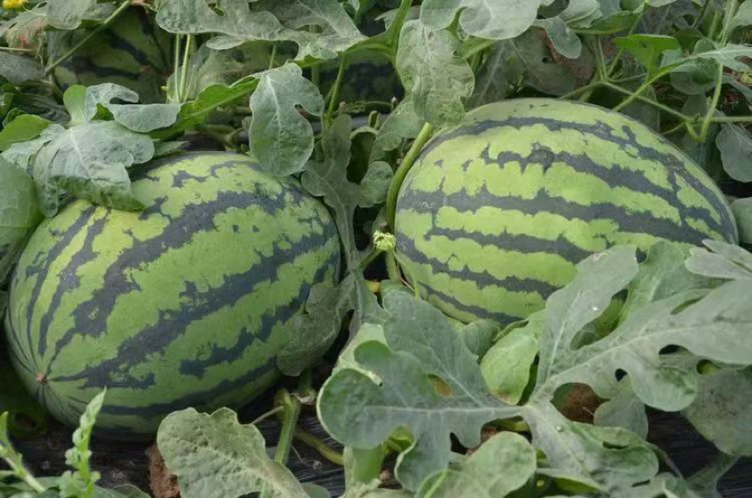 節(jié)氣看鄉(xiāng)村——暖風(fēng)擎汗迎立夏 科技賦能種西瓜