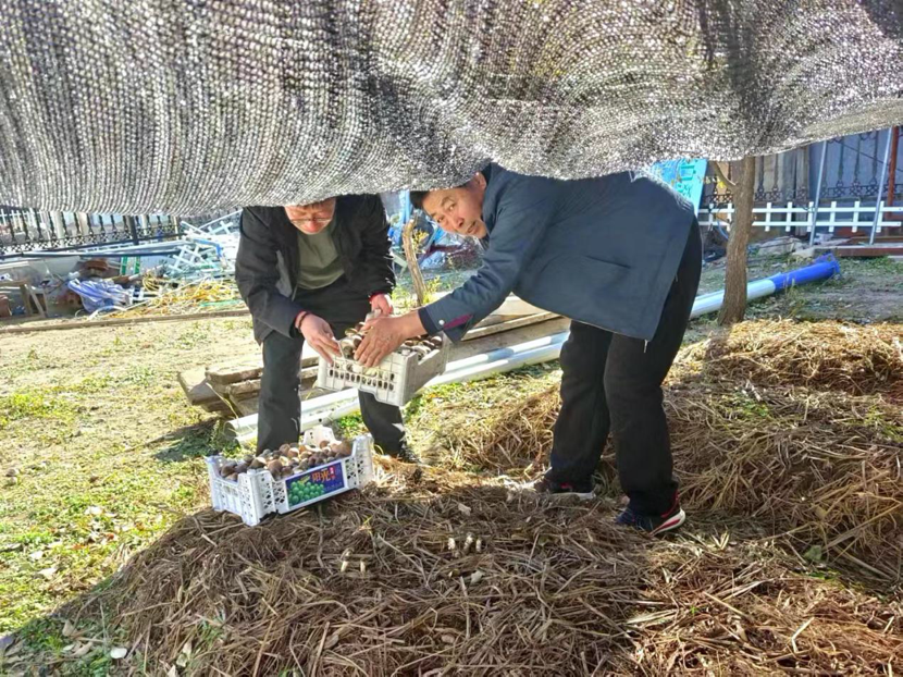 延慶特色菌菇“小切口” 賦能鄉(xiāng)村振興“加速度”